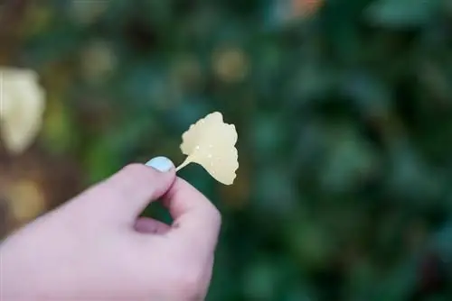 hojas pequeñas de ginkgo