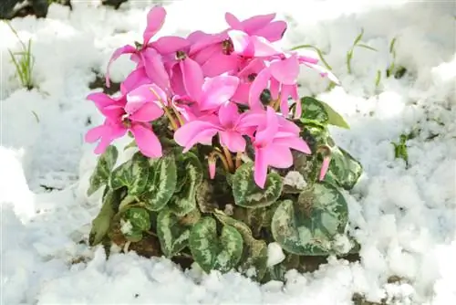 Cyclamen ቀዘቀዘ: ምን ማድረግ እና እንዴት ማዳን እንደሚቻል?