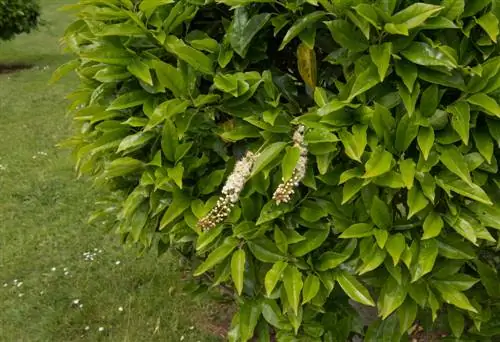 cherry laurel bush