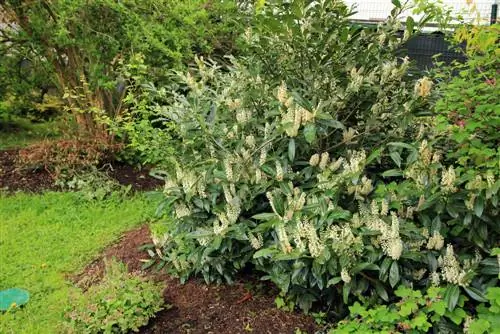 cherry laurel-kuondolewa-kuruhusiwa