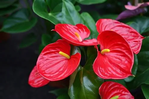 Anthurium: significato e simbolismo del fiore esotico