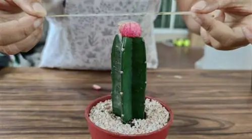 Grafting cacti kom raug: cov lus qhia & cov lus qhia kom ua tiav