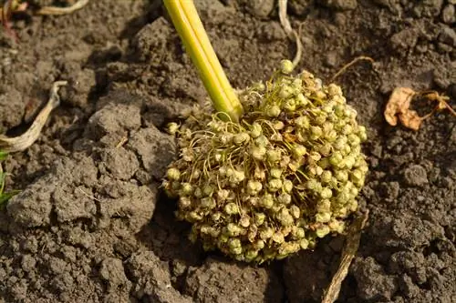 Sierknoffel na blom