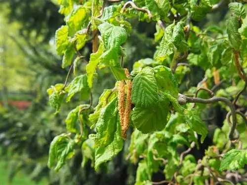 कॉर्कस्क्रू विलो बनाम कॉर्कस्क्रू हेज़ल: अंतर