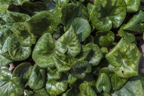 cyclamen nplooj curls