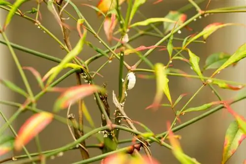 Mealybugs tərəfindən bambuk infeksiyası: Bitkini necə qoruya bilərəm?