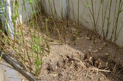 Understanding Bamboo Roots: Depth and Spread Control