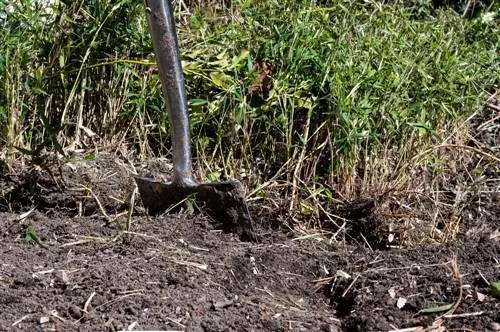 Instalando uma barreira de raiz de bambu depois: instruções e dicas