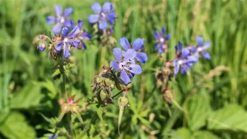 Cranesbill hauv cov nyom: cov nroj tsuag lossis cov nroj tsuag muaj txiaj ntsig?