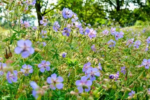 Cranesbill en conills: efecte i aplicació