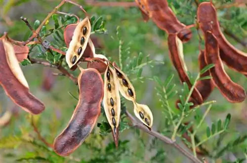 graines d'acacia