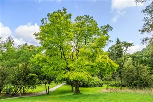 Arrel d'acàcia: propietats i requisits de baix creixement