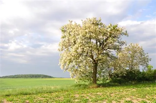 Poisonous acacia: danger to horses and how to recognize it