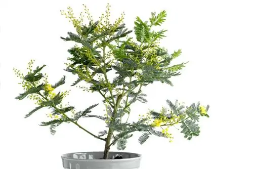 acacia kamerplant