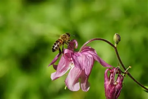 albinele columbine