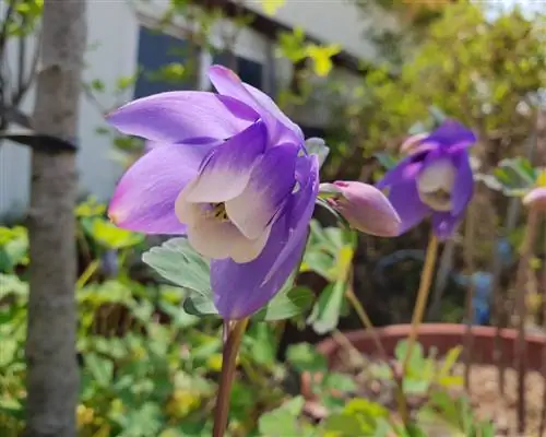 Columbine-in-the-the-pot