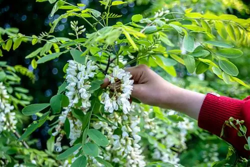 signification de l'acacia