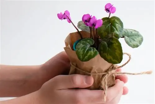 Cyclamen Betekenis: Die simboliek agter die sierplant