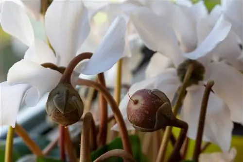 Cyclamen frugter: frø, formering og plejetips