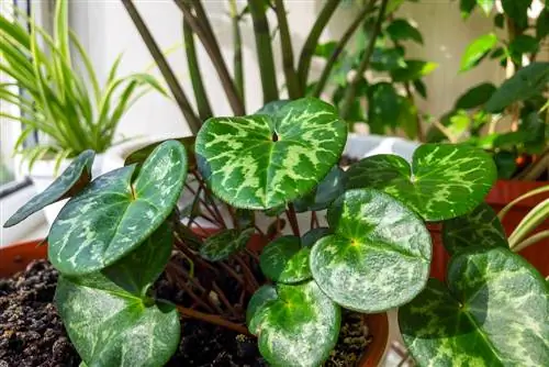 Summering cyclamen: petunjuk langkah demi langkah