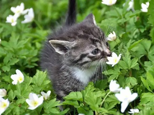 Anemoon: giftig voor katten? Symptomen & tips voor preventie