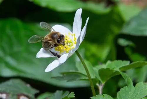 čebele anemone