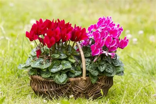 Couleurs des cyclamens : Découvrez la splendeur des fleurs