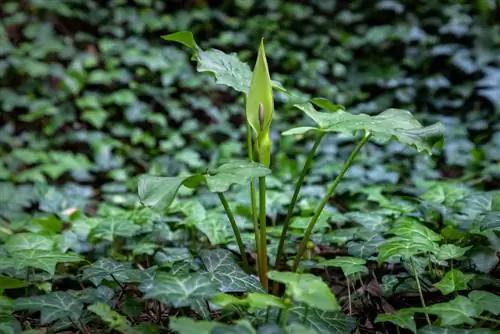 arum-duhovni-pomen