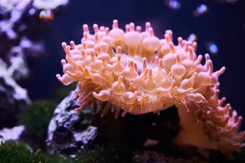 wstawka anemonowa