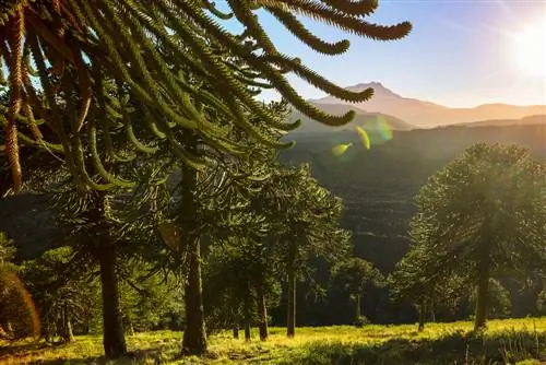 araucaria betekenis