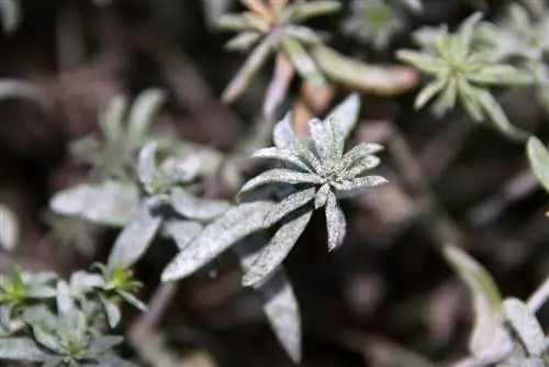 asters skimmel