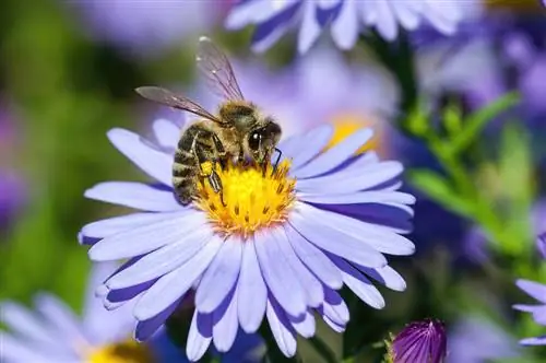 Bijen aantrekken en beschermen: hoe asters kunnen helpen