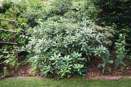 azalea oorplant