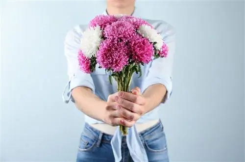 Asters bilang mga bulaklak sa taglagas: Ano ang kahalagahan ng mga ito?