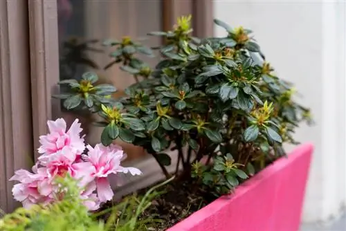 repotting azalea