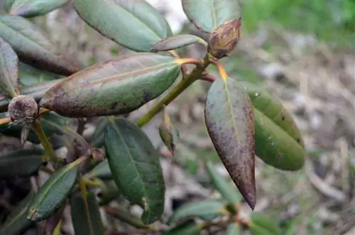 azalea-loses-leaves