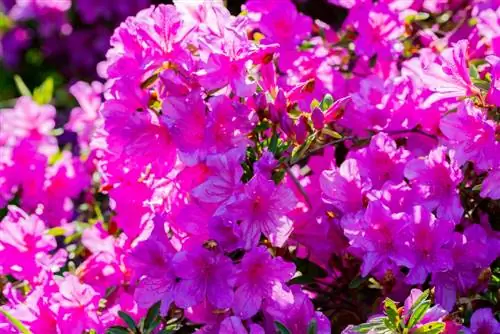 Rhododendron หรือ Azalea: อะไรคือความแตกต่าง?