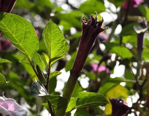 Angel trumpet ay hindi umusbong? Mga Sanhi at Solusyon