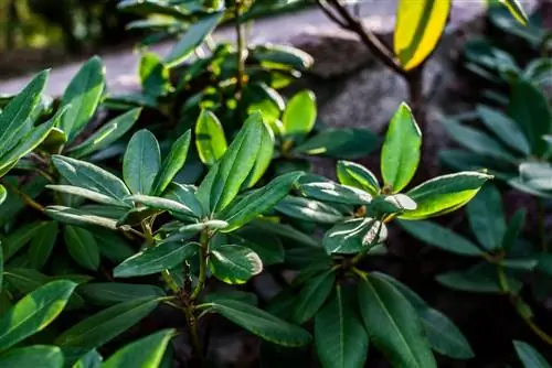 azalea-blooms-hindi