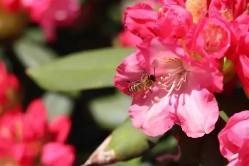 azalea মৌমাছি