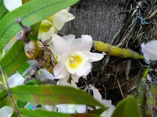 tying orchids on a tree trunk