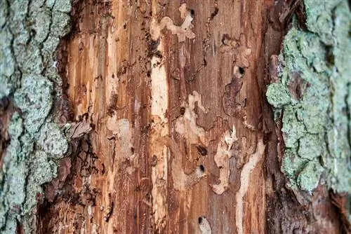 Ravageur troué dans le tronc de l'arbre