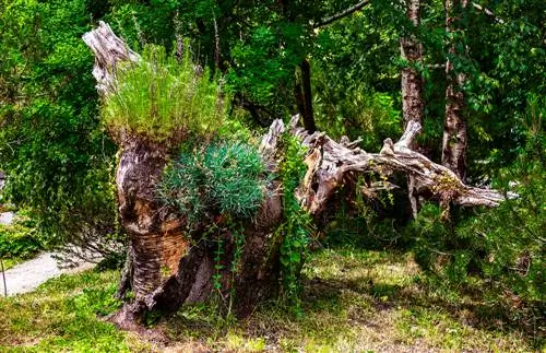 dejar el tronco del árbol en pie