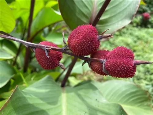 Canna fruits: ano ang hitsura ng mga ito at nakakain ba ang mga ito?