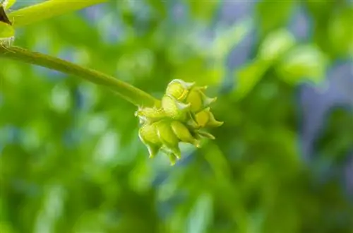 buttercup seeds