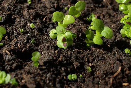 coleus toxumları