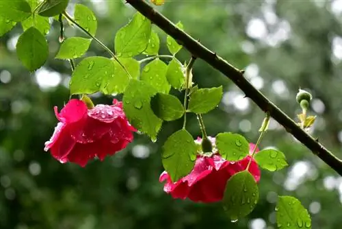 regando rosas trepadeiras