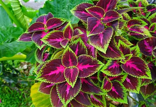 coleus schaduw