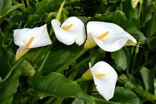 calla leaves are breaking off