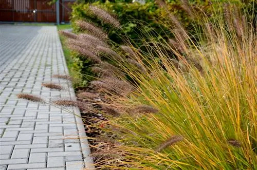 Miscanthus dried up